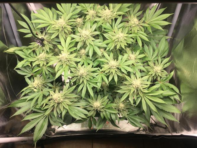 Nordkraut Jack Herer X Runtz. Week 11