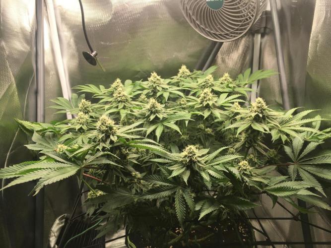 Nordkraut Jack Herer X Runtz. Week 11