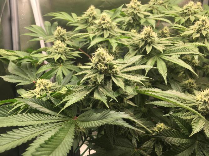 Nordkraut Jack Herer X Runtz. Week 11