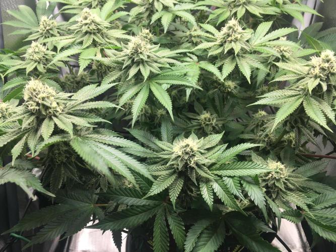 Nordkraut Jack Herer X Runtz. Week 11