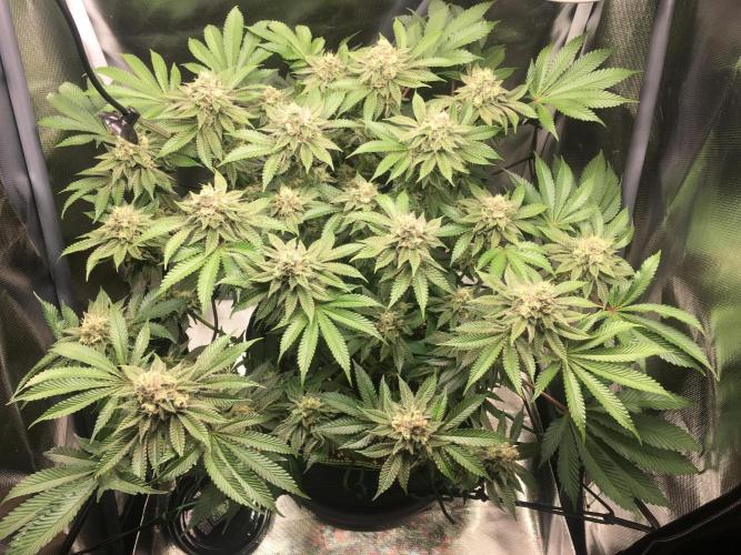 Nordkraut Jack Herer X Runtz. Week 12