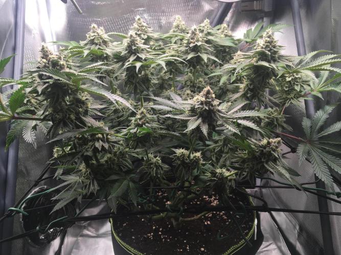 Nordkraut Jack Herer X Runtz. Week 12