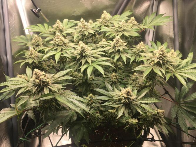 Nordkraut Jack Herer X Runtz. Week 12