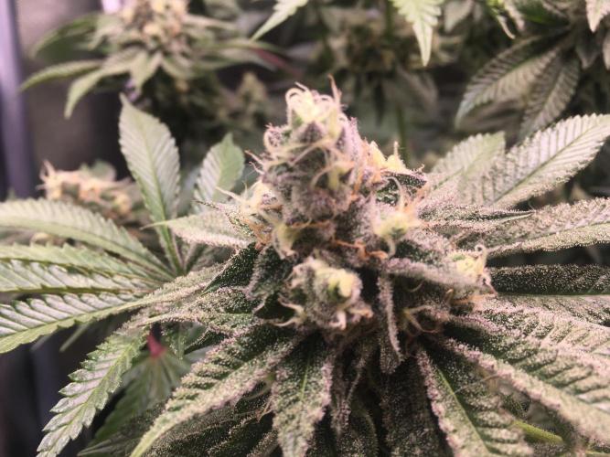 Nordkraut Jack Herer X Runtz. Week 12