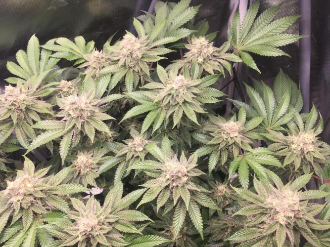 Nordkraut Jack Herer X Runtz. Week 12