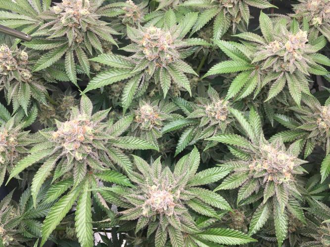 Nordkraut Jack Herer X Runtz. Week 13