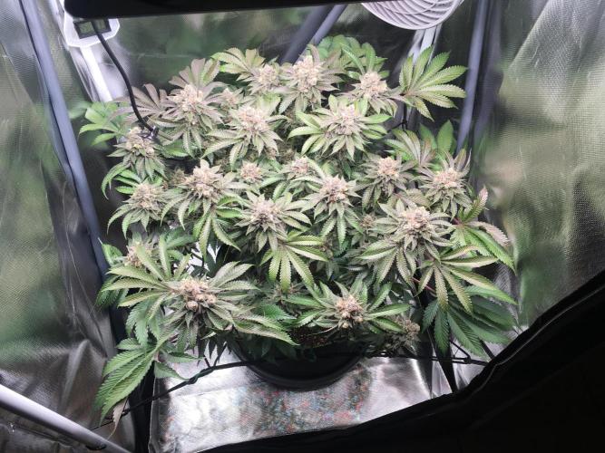 Nordkraut Jack Herer X Runtz. Week 14