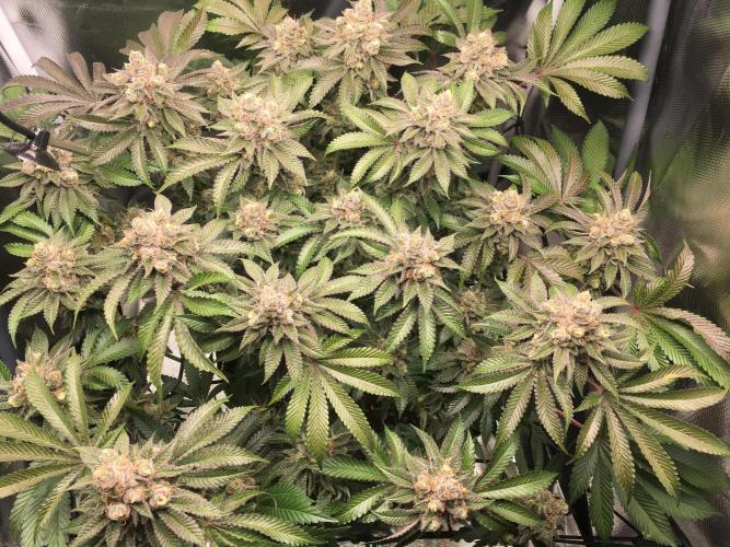 Nordkraut Jack Herer X Runtz. Week 14