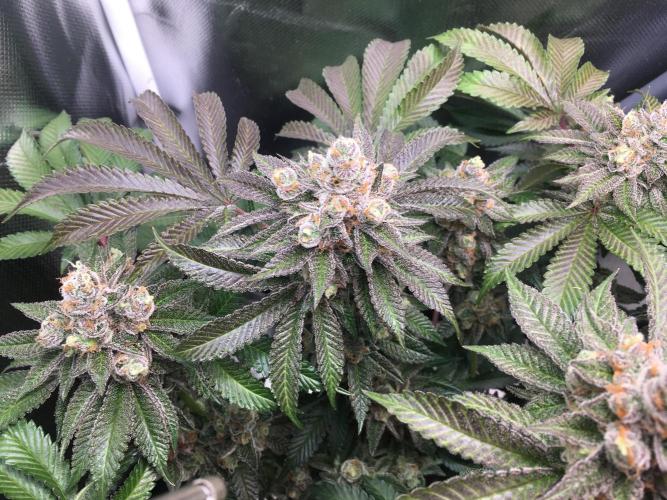 Nordkraut Jack Herer X Runtz. Week 14