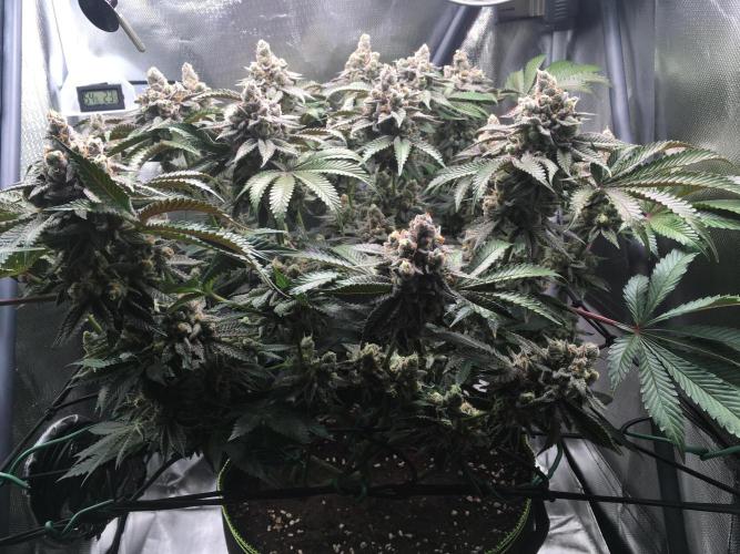 Nordkraut Jack Herer X Runtz. Week 14