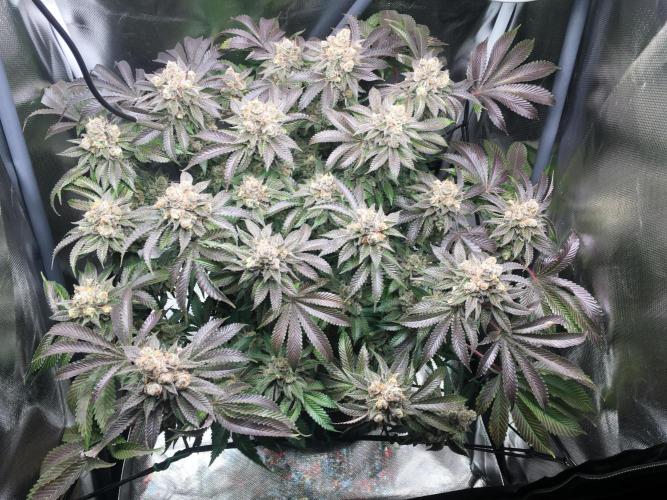 Nordkraut Jack Herer X Runtz. Week 15