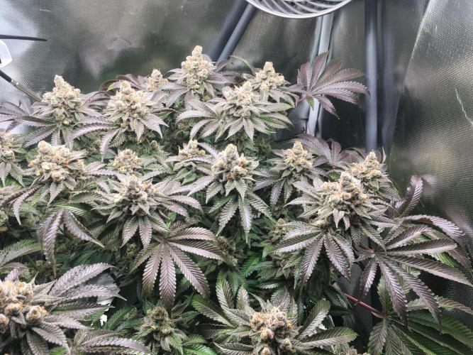 Nordkraut Jack Herer X Runtz. Week 15