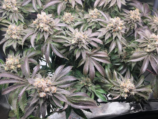 Nordkraut Jack Herer X Runtz. Week 15