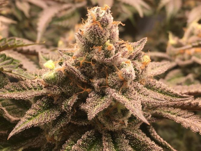 Nordkraut Jack Herer X Runtz. Week 15