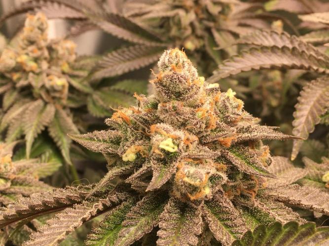 Nordkraut Jack Herer X Runtz. Week 15