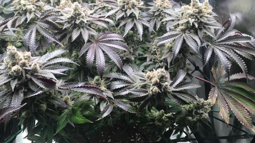 Nordkraut Jack Herer X Runtz