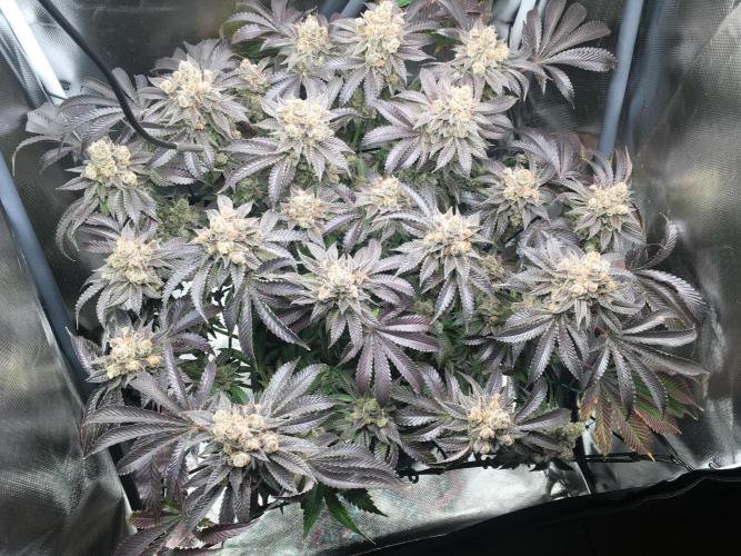 Nordkraut Jack Herer X Runtz. Week 16