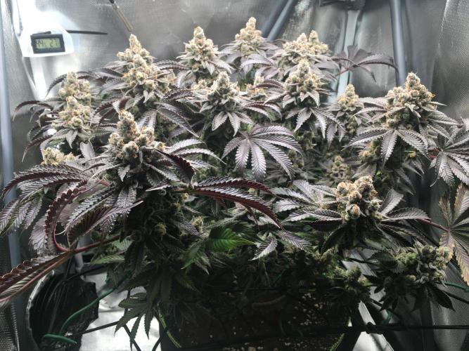 Nordkraut Jack Herer X Runtz. Week 16