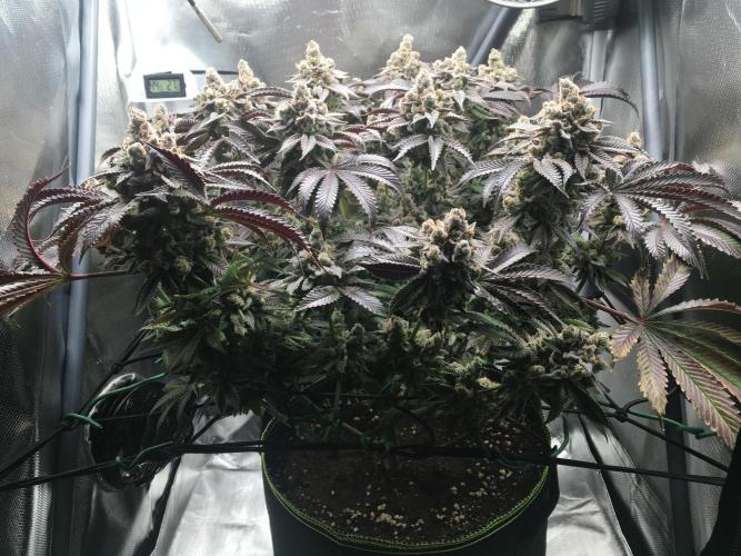 Nordkraut Jack Herer X Runtz. Week 16