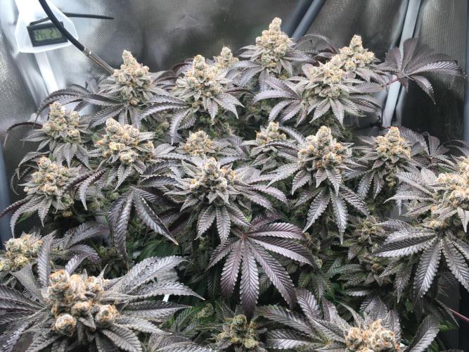 Nordkraut Jack Herer X Runtz. Week 16