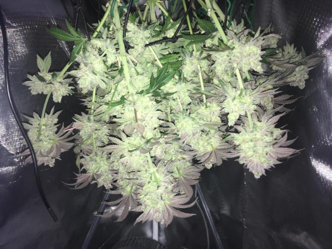 Nordkraut Jack Herer X Runtz. Week 16