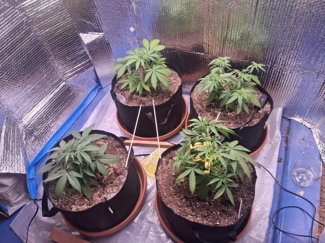 2nd indoor grow. Week 5