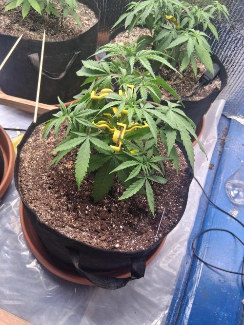 2nd indoor grow. Week 5 - Gorilla Cookies 