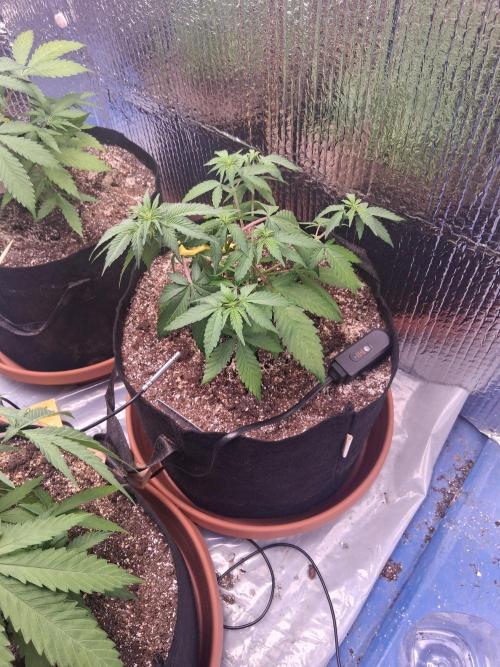 2nd indoor grow. Week 5 - Tropicana Cookies 