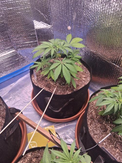 2nd indoor grow. Week 5 - Mystery 