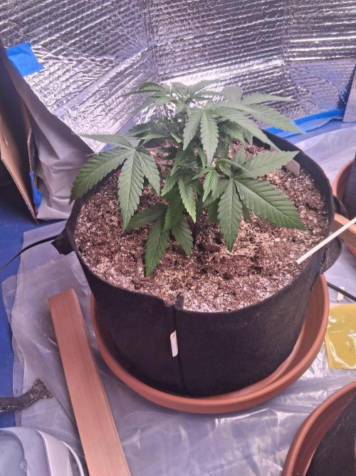 2nd indoor grow. Week 5 - Sour Jealousy 