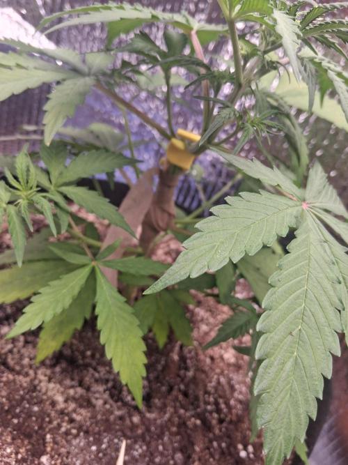 2nd indoor grow. Week 5 - Where I broke the stem of the mystery plant.