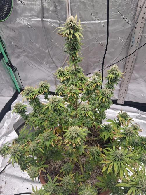 1st indoor grow.. Week 13