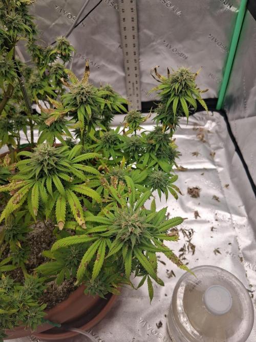 1st indoor grow.. Week 13