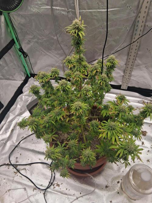 1st indoor grow.. Week 13