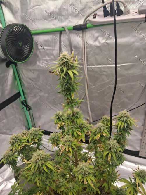 1st indoor grow.. Week 13