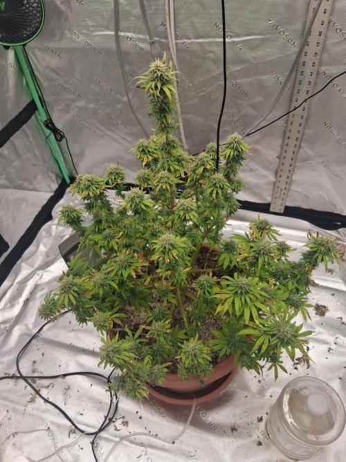 1st indoor grow.. Week 13