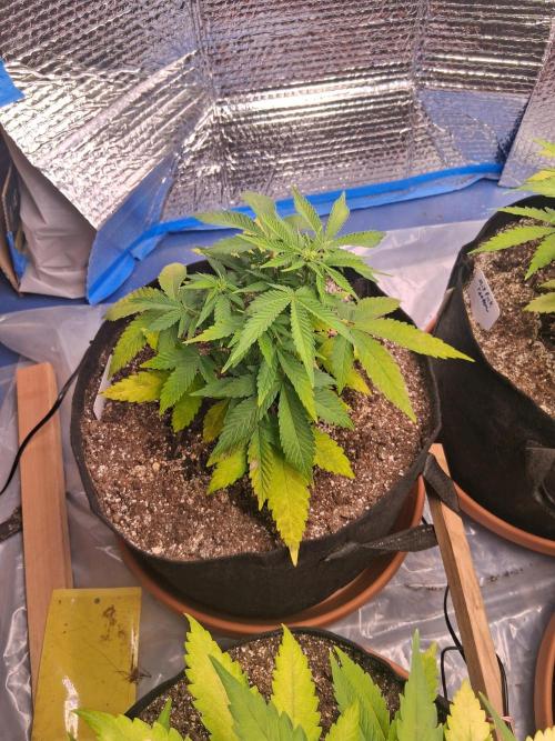 2nd indoor grow. Week 6 - Sour Jealousy 