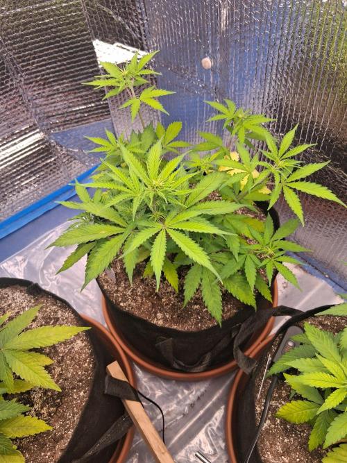 2nd indoor grow. Week 6