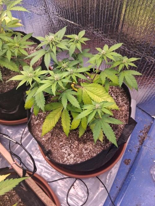 2nd indoor grow. Week 6