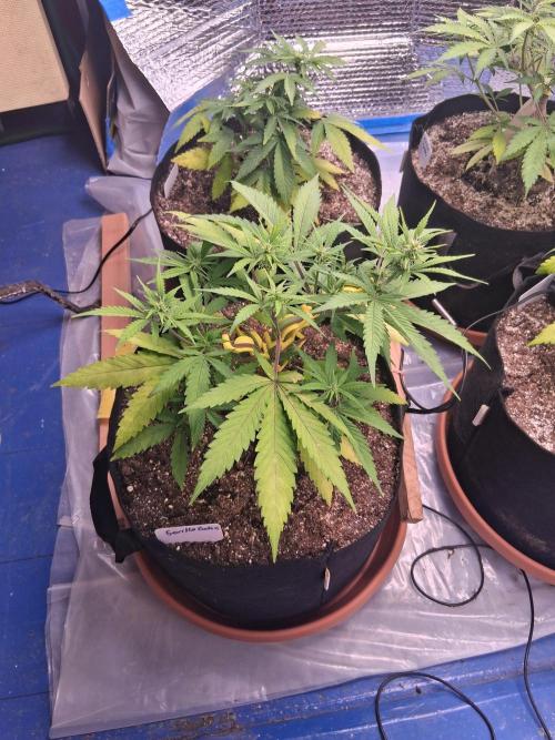 2nd indoor grow. Week 6