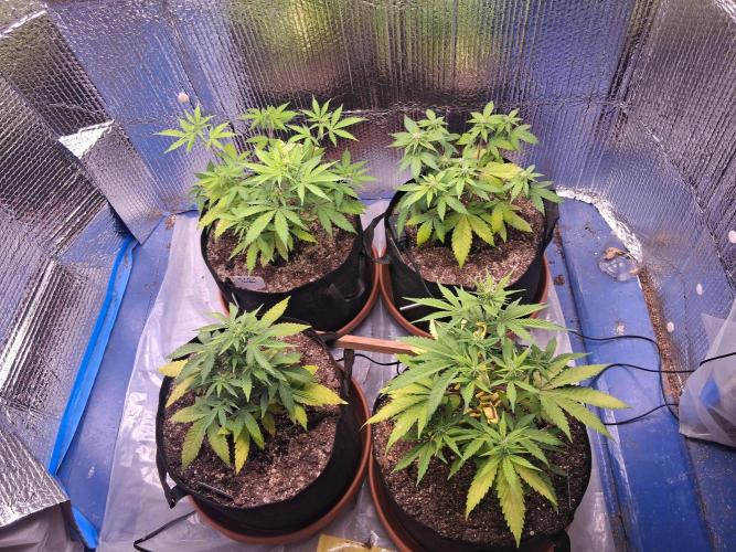 2nd indoor grow. Week 6