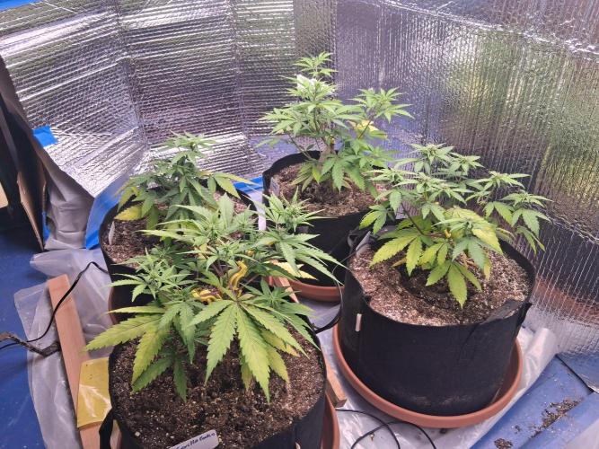 2nd indoor grow. Week 6