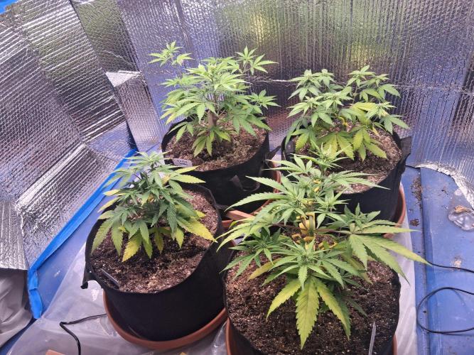 2nd indoor grow. Week 6