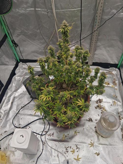 1st indoor grow.. Week 14