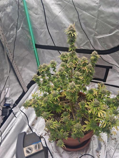 1st indoor grow.. Week 14