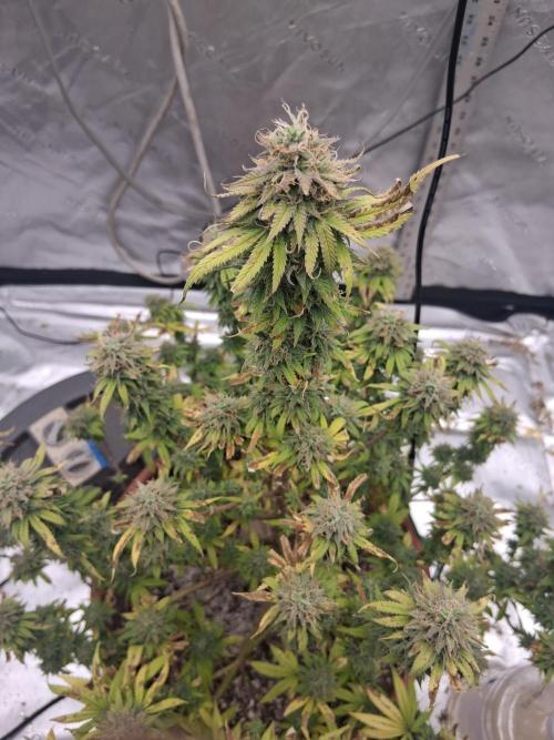 1st indoor grow.. Week 14