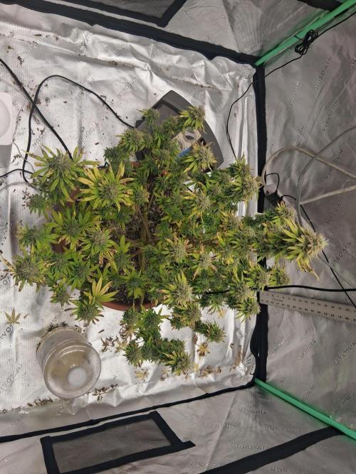 1st indoor grow.. Week 14
