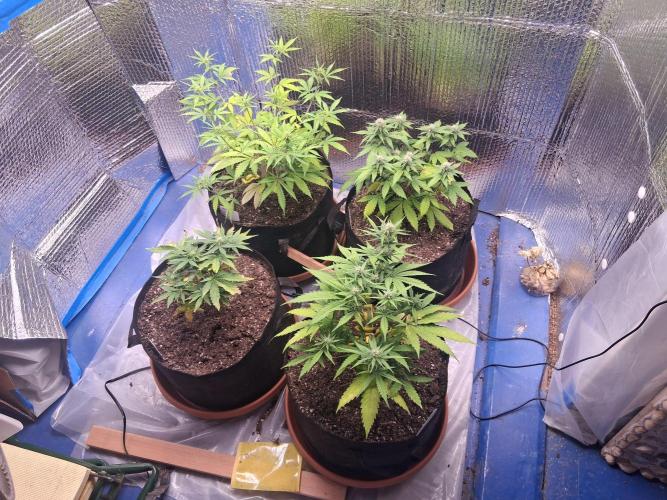 2nd indoor grow. Week 7