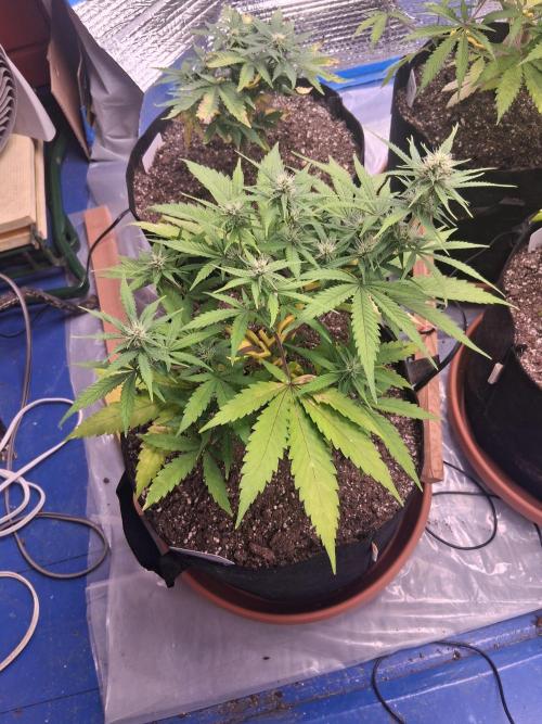 2nd indoor grow. Week 7 - Gorilla Cookies 