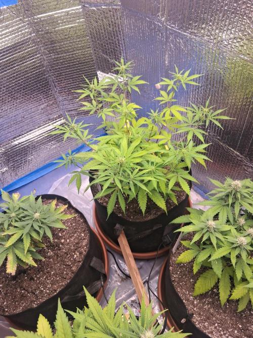 2nd indoor grow. Week 7 - Mystery seed 